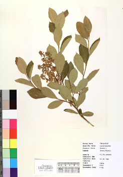 primary herbarium image