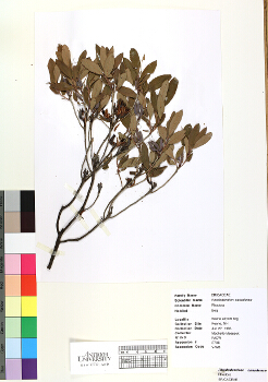 primary herbarium image