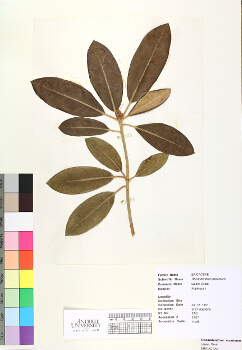 primary herbarium image