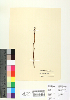 primary herbarium image