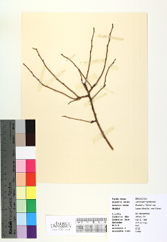 primary herbarium image