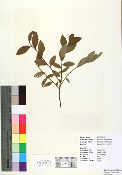 primary herbarium image