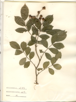 primary herbarium image