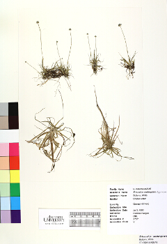 primary herbarium image