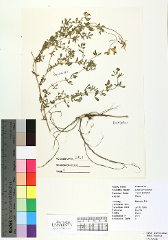 primary herbarium image