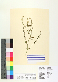 primary herbarium image