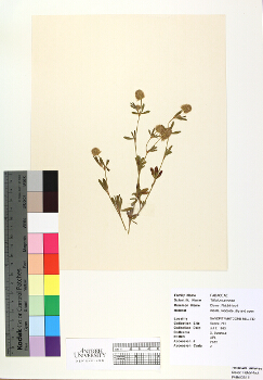 primary herbarium image