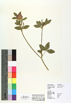 primary herbarium image