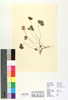 primary herbarium image