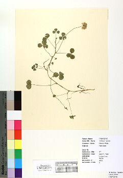 primary herbarium image