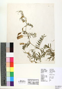 primary herbarium image