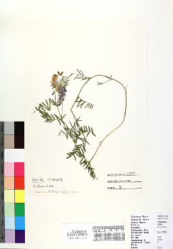 primary herbarium image