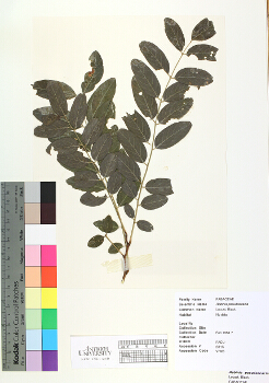 primary herbarium image
