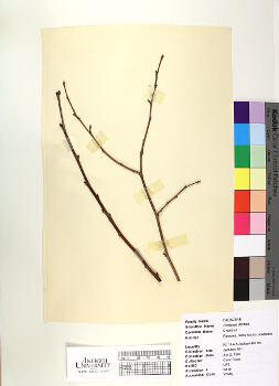 primary herbarium image