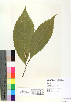primary herbarium image