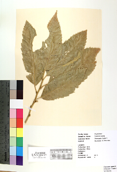 primary herbarium image