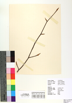 primary herbarium image
