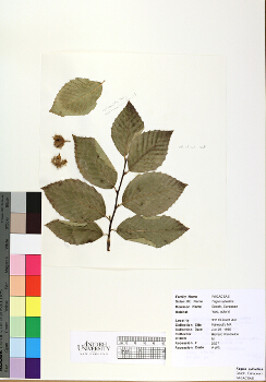 primary herbarium image
