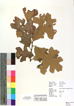 primary herbarium image