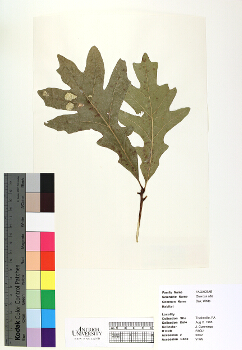 primary herbarium image