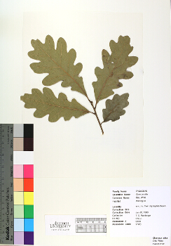 primary herbarium image