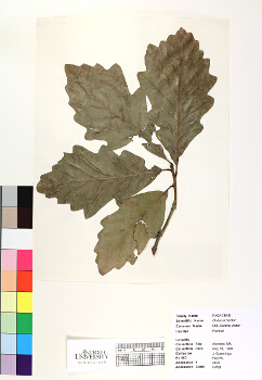 primary herbarium image