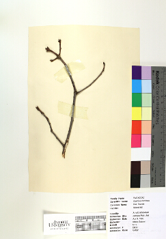 primary herbarium image