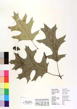 primary herbarium image