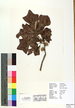 primary herbarium image