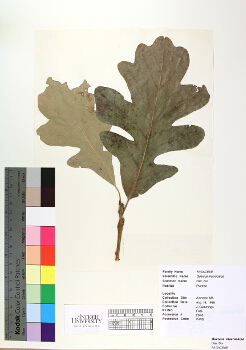 primary herbarium image