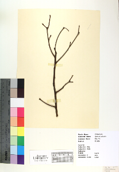 primary herbarium image