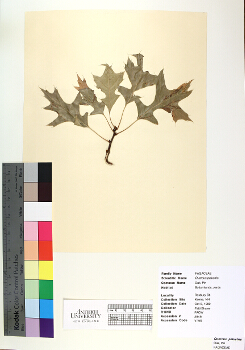 primary herbarium image