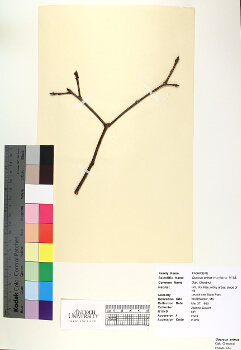 primary herbarium image