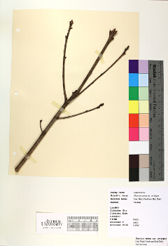 primary herbarium image