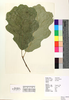 primary herbarium image
