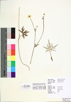 primary herbarium image