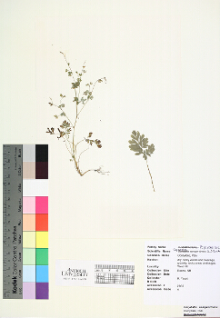 primary herbarium image