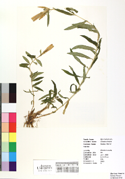 primary herbarium image