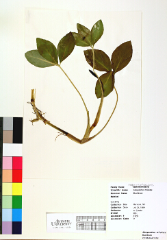 primary herbarium image