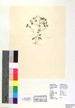 primary herbarium image