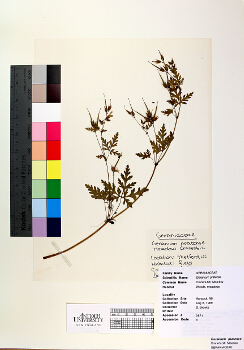 primary herbarium image