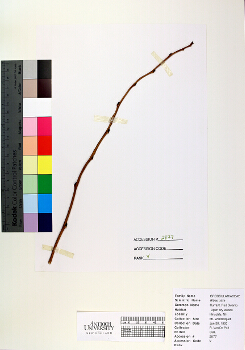 primary herbarium image