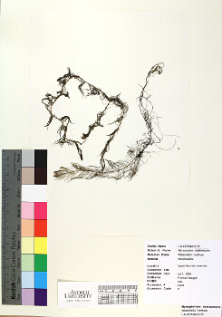 primary herbarium image
