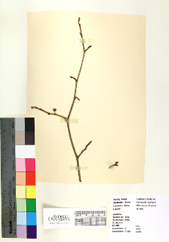 primary herbarium image