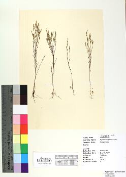 primary herbarium image