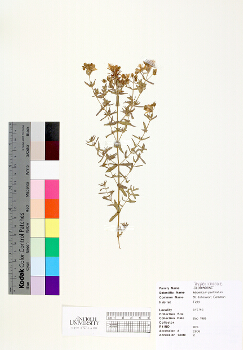 primary herbarium image