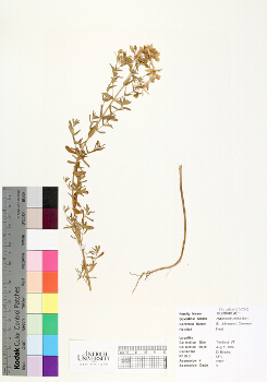 primary herbarium image