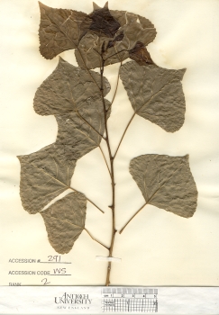 primary herbarium image