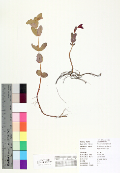 primary herbarium image