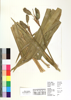 primary herbarium image